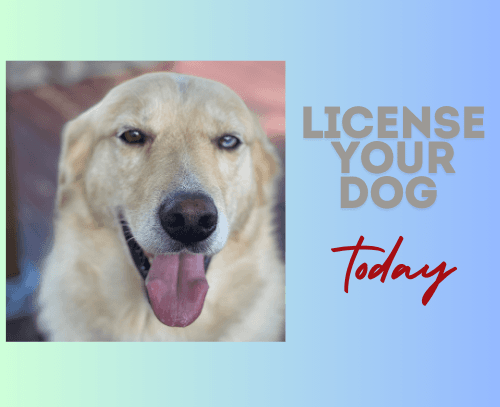 license your dog today
