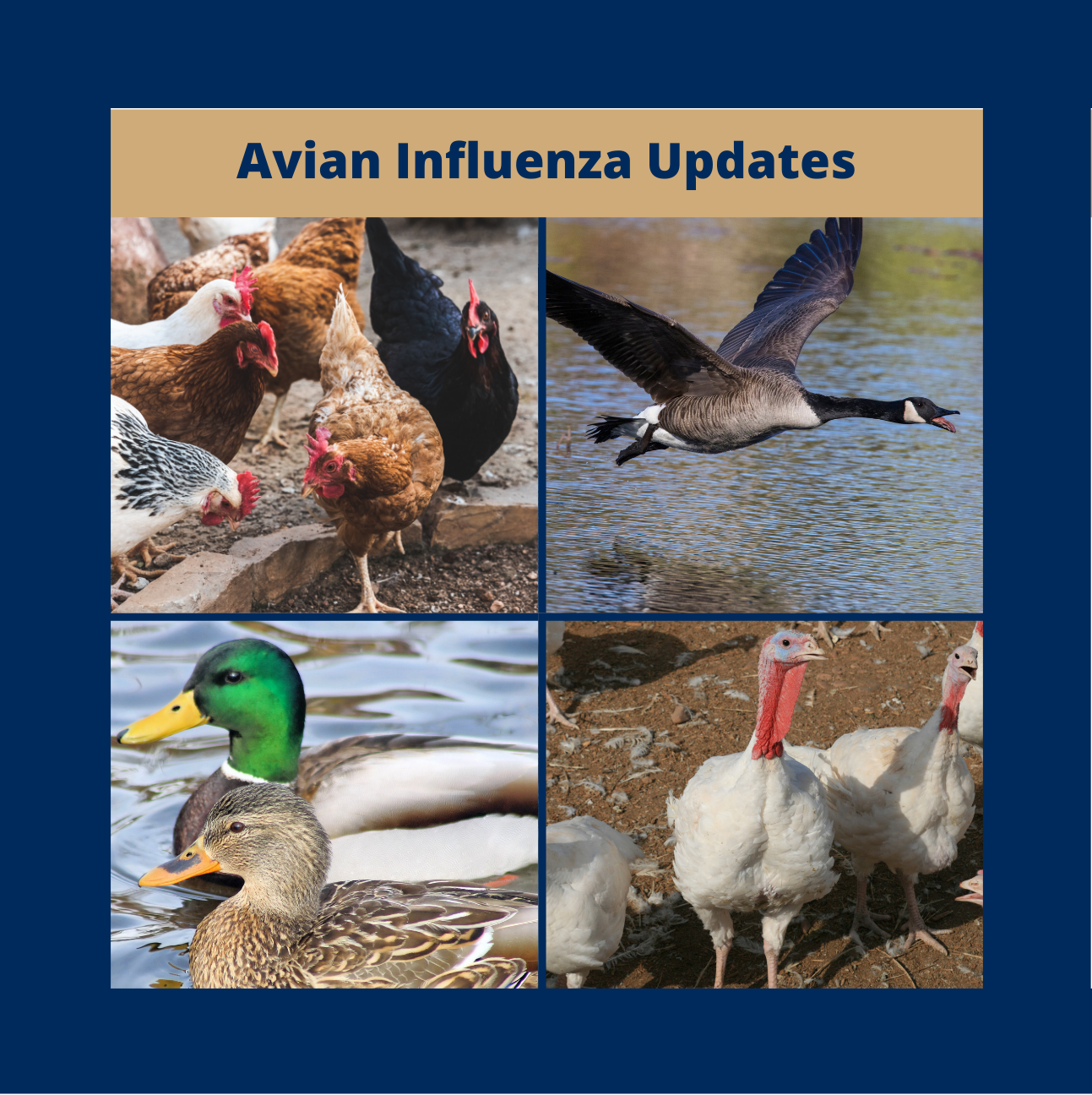 Image showing turkeys, a Canada goose, ducks, and chickens with the text Avian Influenza Updates