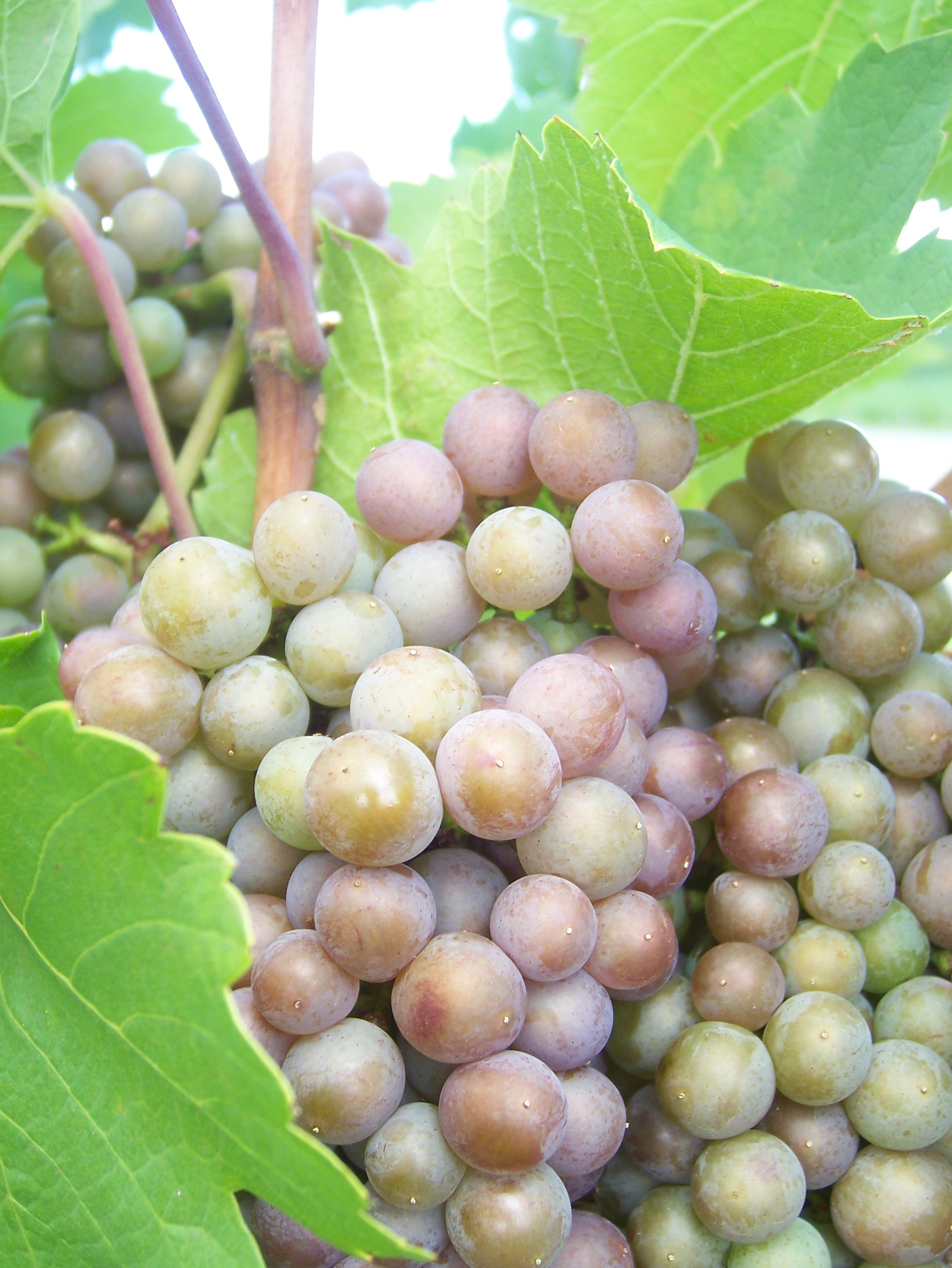Grapes
